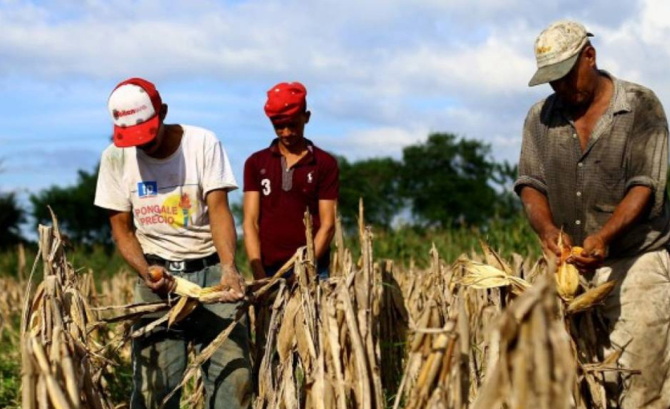 Tormentas tropicales y pandemia provocaron caída del comercio agrícola en Honduras