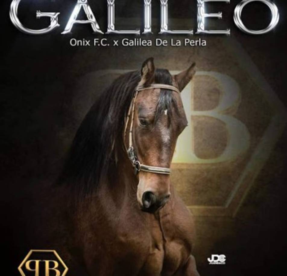 Galileo tiene un metro 60 centímetros de alzada. Es el caballo más famoso en el mundo.