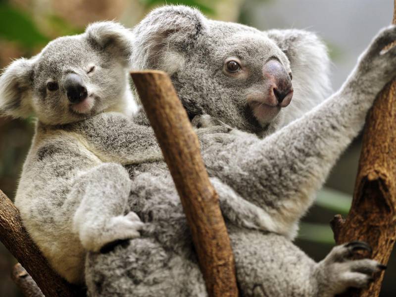 Un joven koala descansa a hombros de su madre.