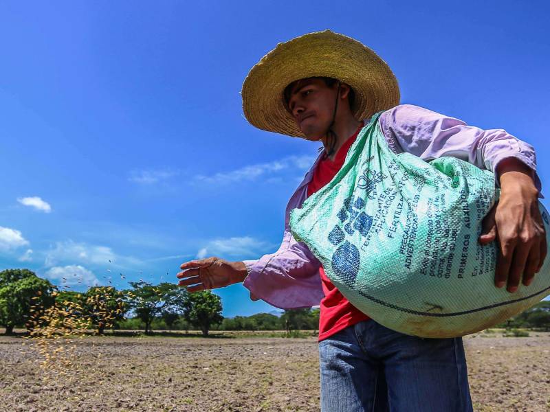 Los productores le piden al Gobierno apoyo financiero a bajas tasas de interés a través del banco estatal Banadesa y no por la banca privada; además, solicitan un subsidio.