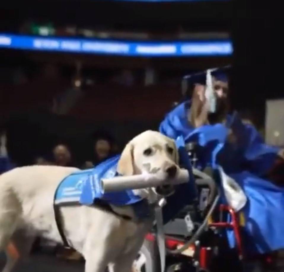 ”Que bueno que premien la fidelidad”, “Que bello”, “Más perritos como este”, son los comentarios que dejan los internautas.
