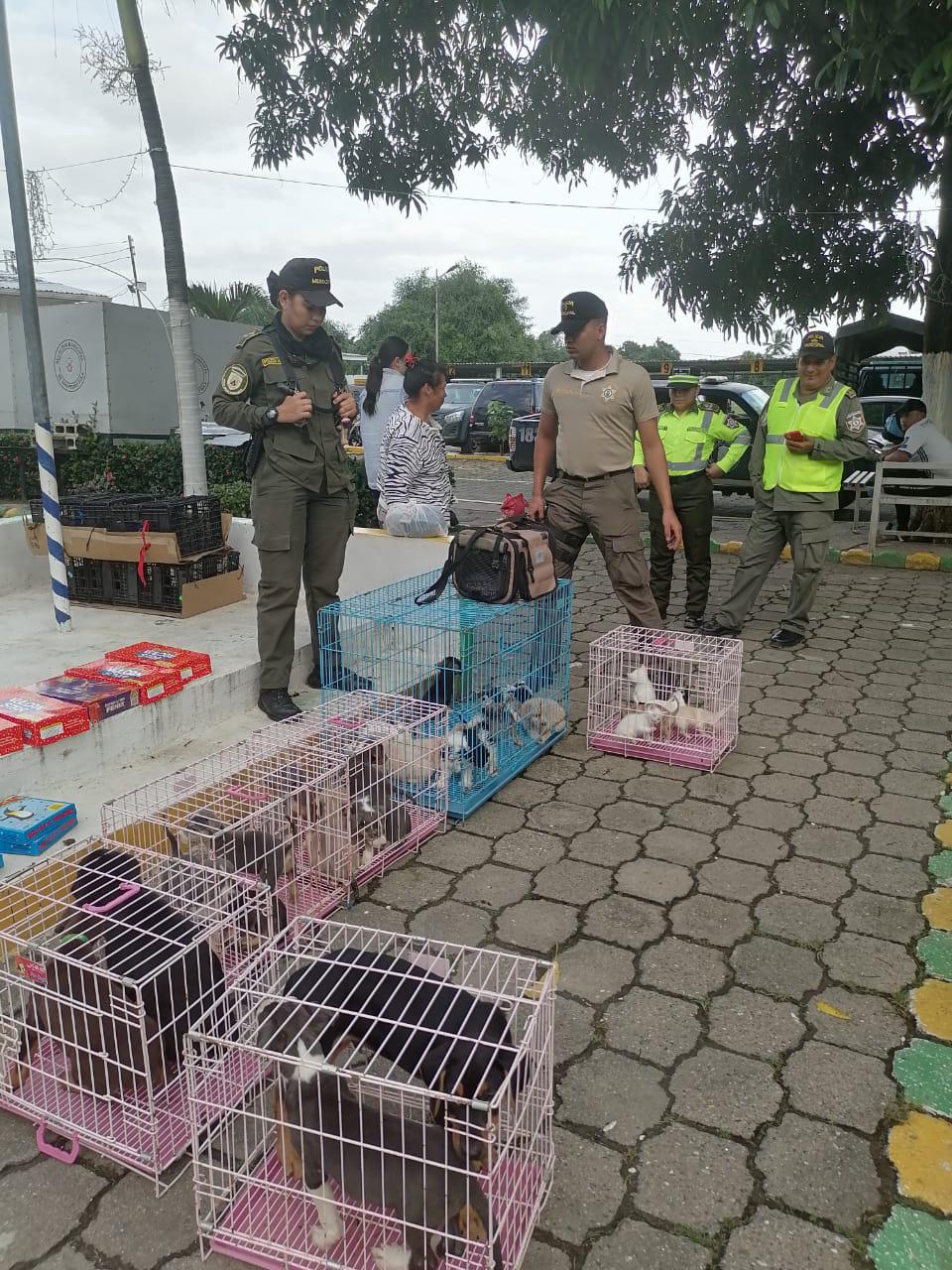 En bus de lujo llevaban 21 perros y gatos de contrabando en SPS