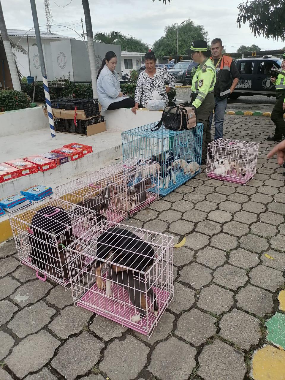 En bus de lujo llevaban 21 perros y gatos de contrabando en SPS