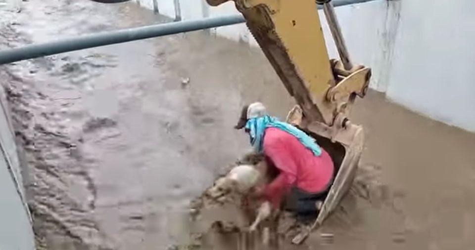 Video viral: obreros salvan a un perro que estaba a punto de morir ahogado en un cauce