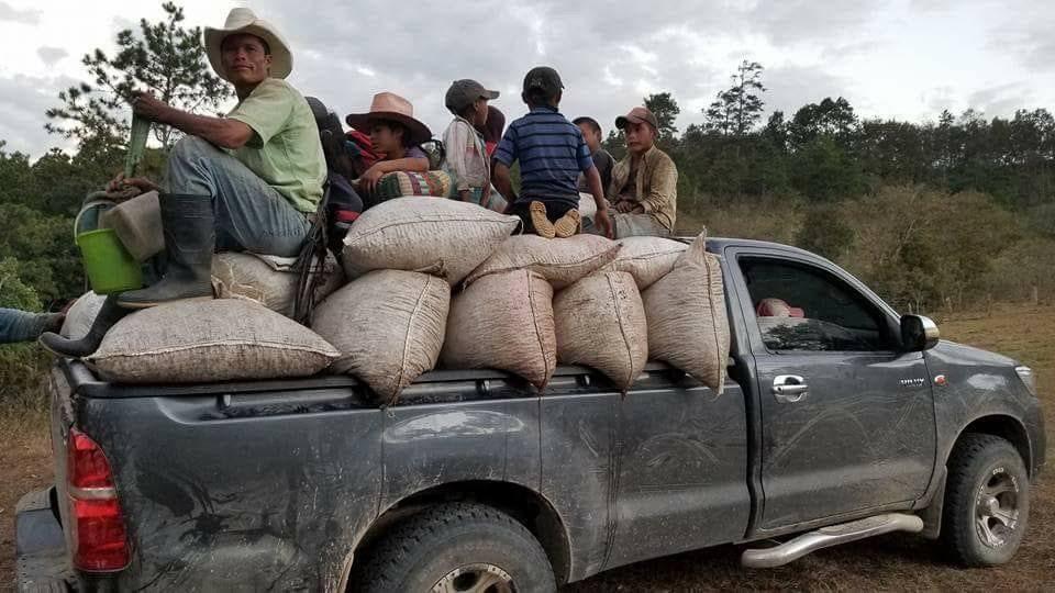 Las estrategias se encaminan en que pequeños productores que no tienen acceso a créditos en instituciones financieras, puedan acceder a recursos económicos para asegurar sus cosechas de café.