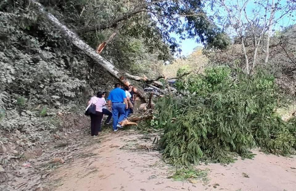 Maestro en motocicleta muere al caerle un árbol en Santa Bárbara
