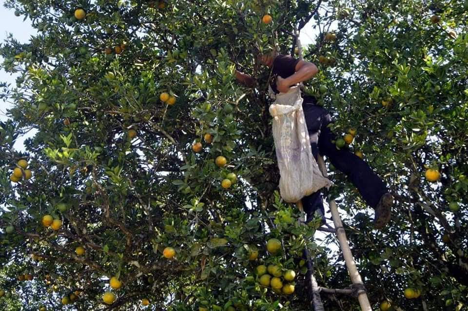 La siembra de la naranja genera miles de empleos directos. La mano de obra que más se ocupa es el de corte, cada cortero de naranja gana diariamente entre 1,000 a 1,500 lempiras.