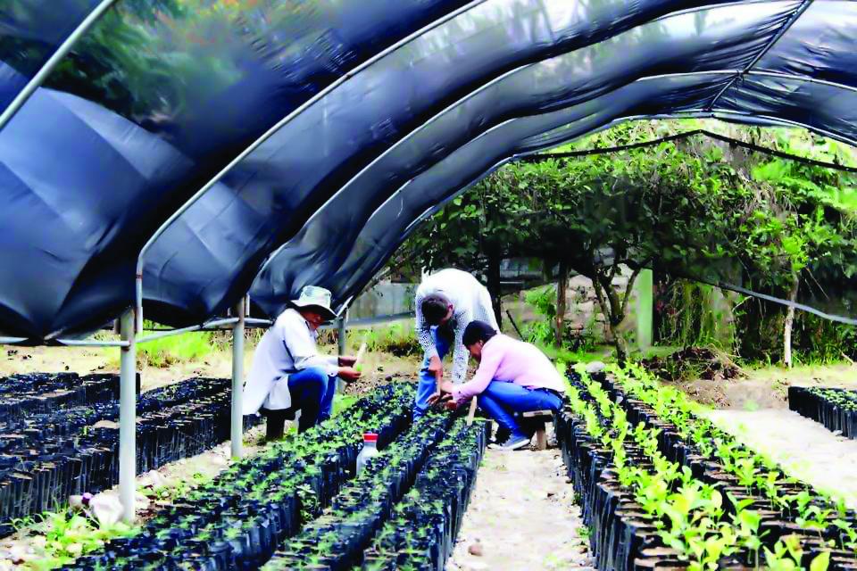 Recuperarán bosques consumidos por incendios en Celaque