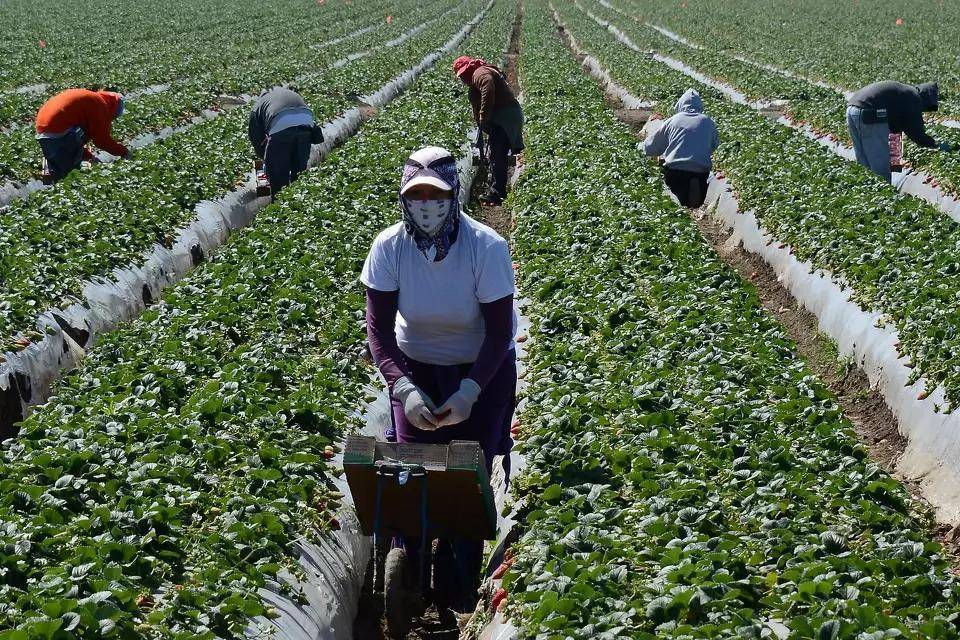 Indocumentados en EEUU pagan casi USD 100,000 millones en impuestos