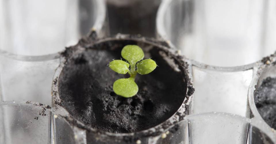 Científicos logran cultivar plantas en suelo de la Luna por primera vez