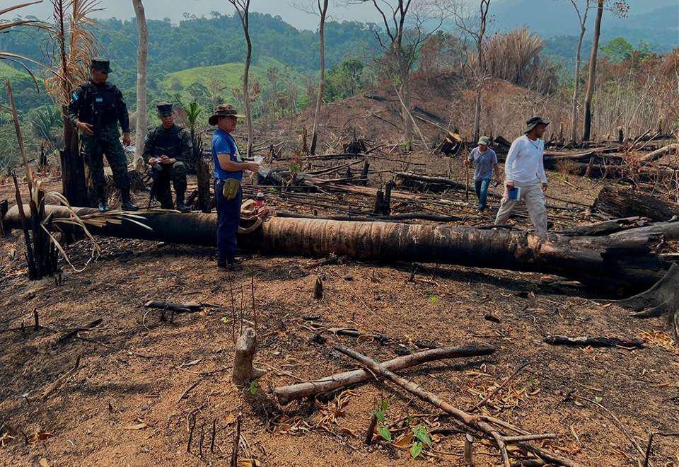 Depredadores del bosque no paran de dañar cuencas de ríos ceibeños