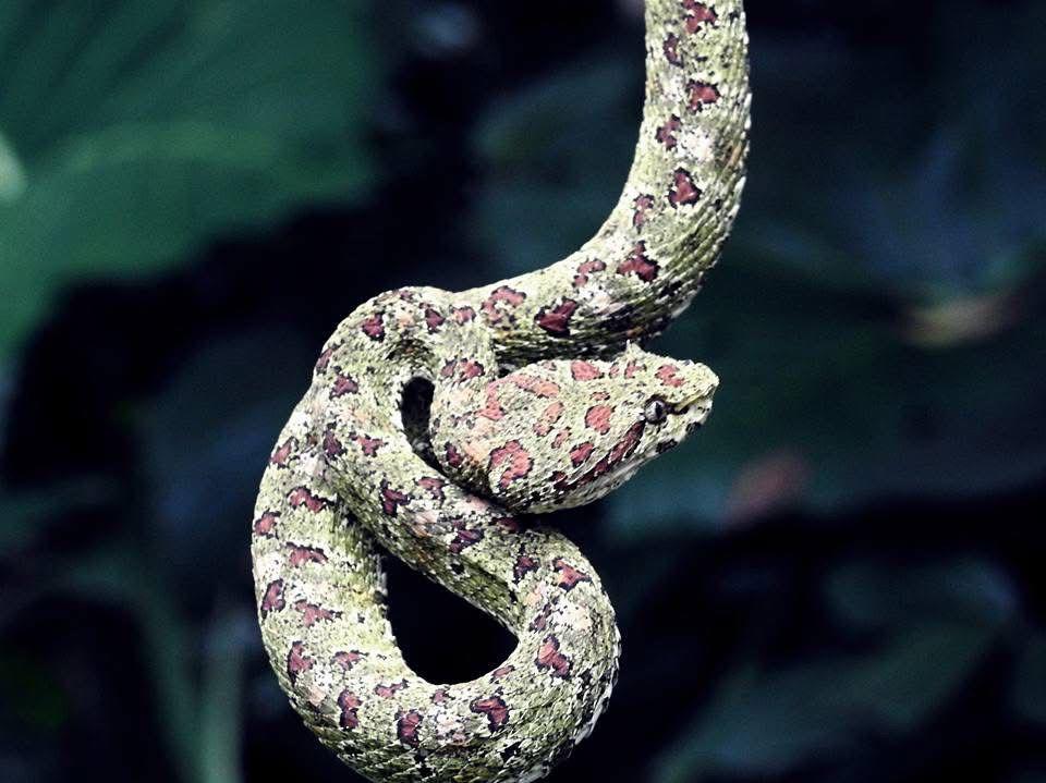 Periodista hondureño sale a buscar tomas desde la montaña y termina mordido por serpiente