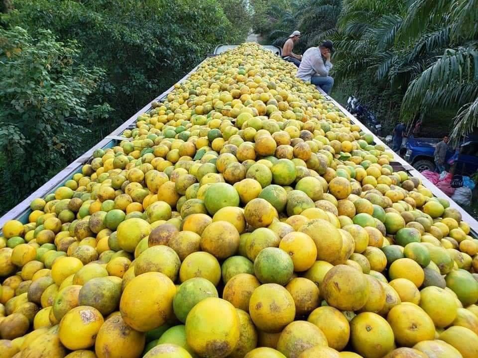 De L1,000 a L3,800: La dramática escalada del precio de la naranja en Honduras