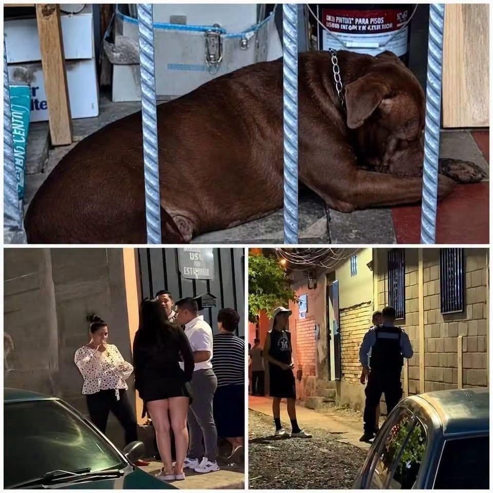 Inesperada decisión sobre Zeus: autoridades lo retiran de su casa