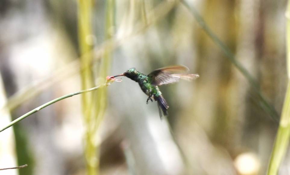El tamaño del colibrí esmeralda esta entre los 9 a 10 centímetros. En los meses de marzo y abril, es cuando anida y eso hace difícil poder apreciarlos. Esta especie también se encuentra en Olancho y Santa Barbara.