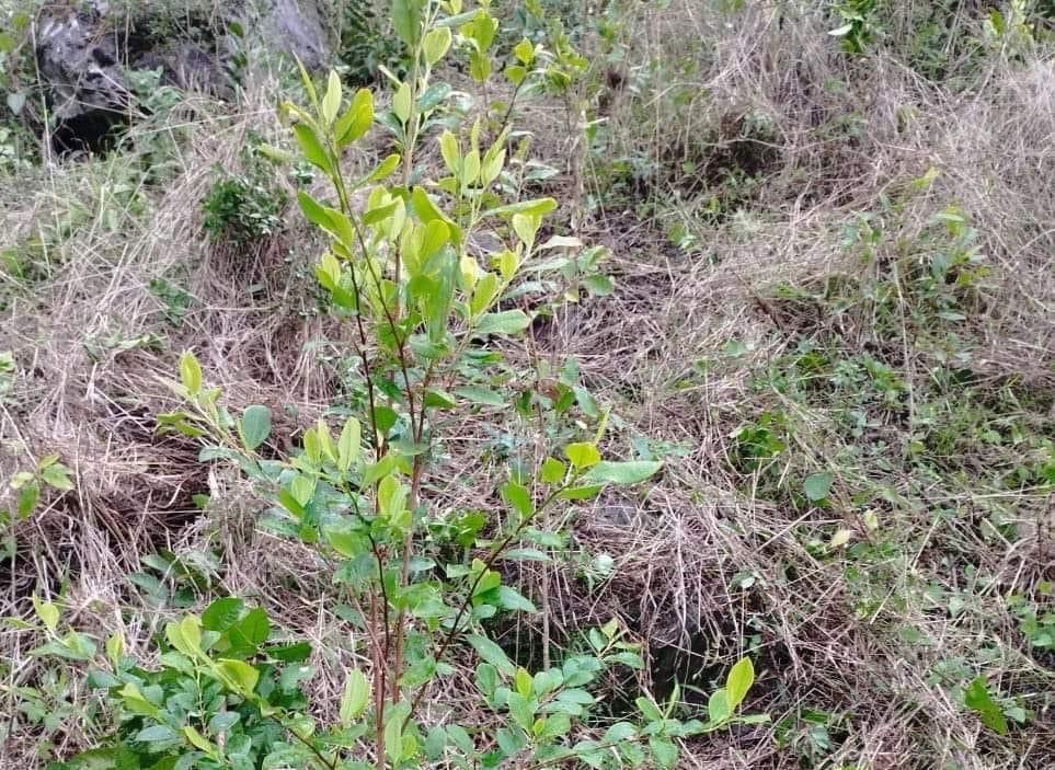 Localizan plantación de arbustos de coca en Olanchito, Yoro
