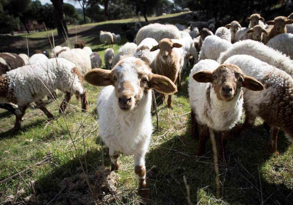 “Las ovejas saltaban más alto que las cabras y eso nunca sucede. Lógico, ya que comieron unos 300 kilos de cannabis”, precisó el propietario.
