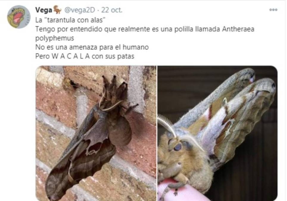 Su nombre científico es Antheraea polyphemus, la polilla Polyphemus, es un miembro norteamericano de la familia Saturniidae, las polillas de seda gigantes.