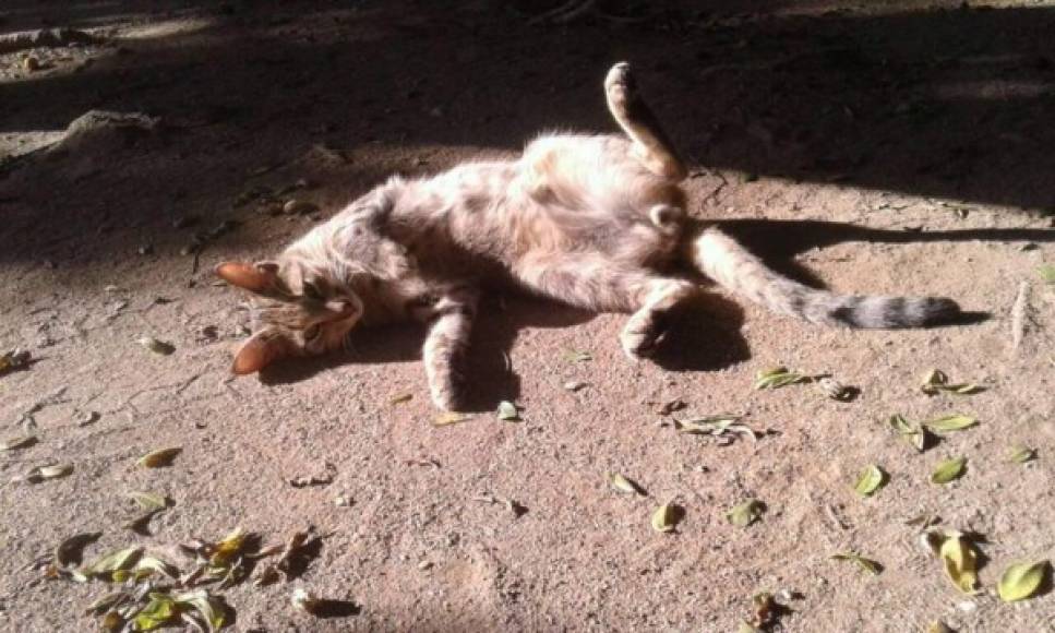 El gato de Luis López tomando el sol.
