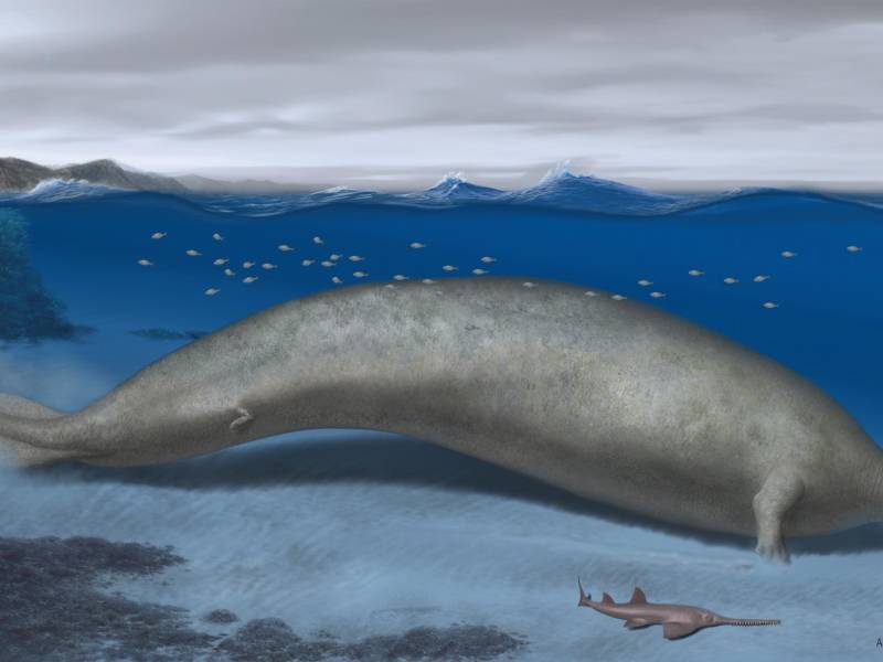 Reconstrucción del Perucetus, una ballena de 39 millones de años y 200 toneladas de peso que los científicos sospechan que pasaba su tiempo en aguas costeras poco profundas como un manatí.