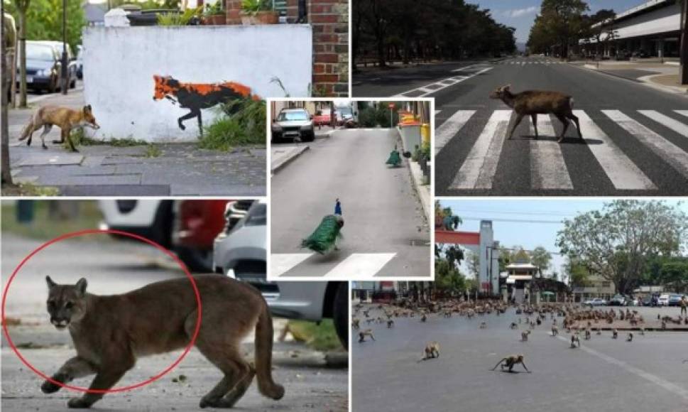 Los animales aprovechan la ausencia de personas por el confinamiento del coronavirus para ocupar espacios en las ciudades del mundo.