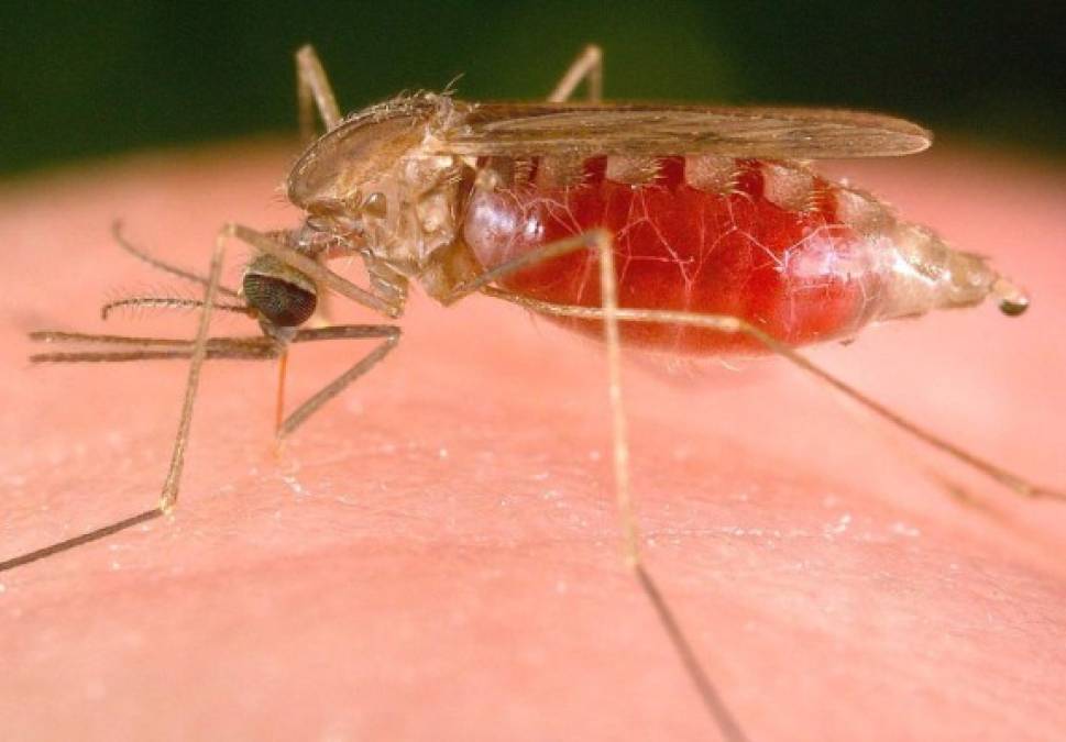 ¿Por qué los mosquitos pican más a algunas personas? Los mosquitos eligen a sus víctimas en función de la cantidad de dióxido de carbono (CO2) que emiten al respirar y no, como afirma la creencia popular, por la 'dulzura' de la sangre, según revelaba un estudio publicado recientemente en Nature.