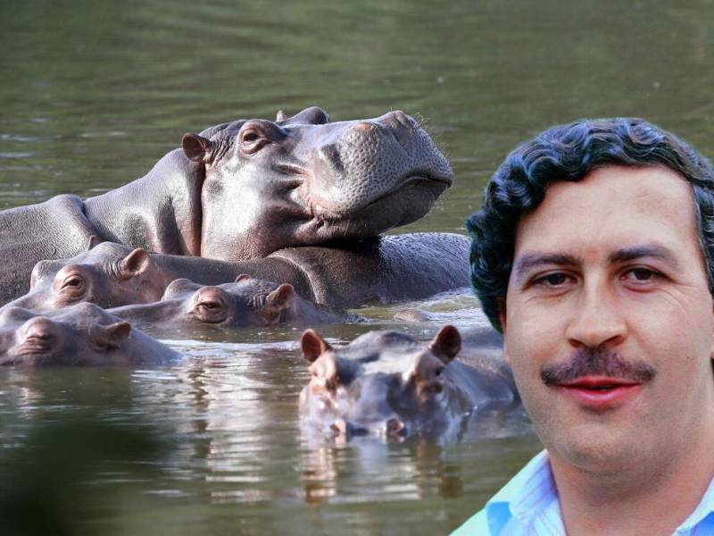 Colombia aplicará la eutanasia a algunos de los 166 hipopótamos del abatido barón de la cocaína Pablo Escobar que se reproducen sin control, informó este jueves la ministra de Ambiente al dar inicio al plan del gobierno para frenar su expansión.
