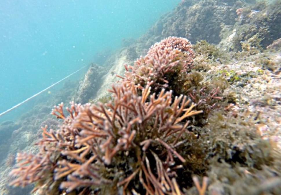 Dependiendo de la época del año, los corales y las especies marinas se pueden apreciar.