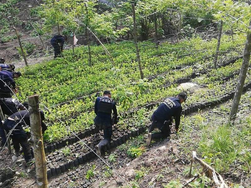 El hallazgo fue de 140,000 arbustos de supuesta coca y 68,000 plántulas.