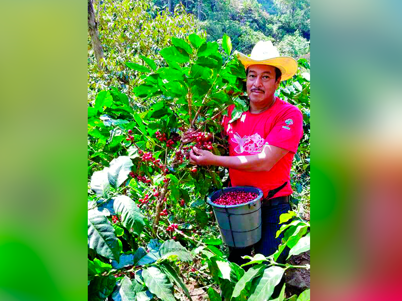 Un cortador de café en la cooperativa Capucas.