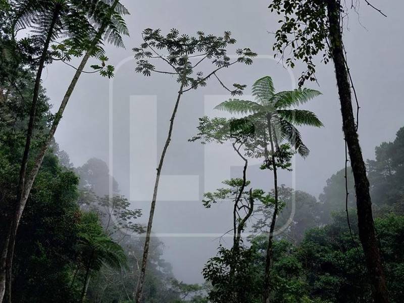 Sus bosques húmedos, cascadas y fauna endémica hacen al Parque Nacional Cusuco (Panacu) una reserva de altísimo valor y belleza. Fotos: Moisés Valenzuela y Jessica Figueroa.