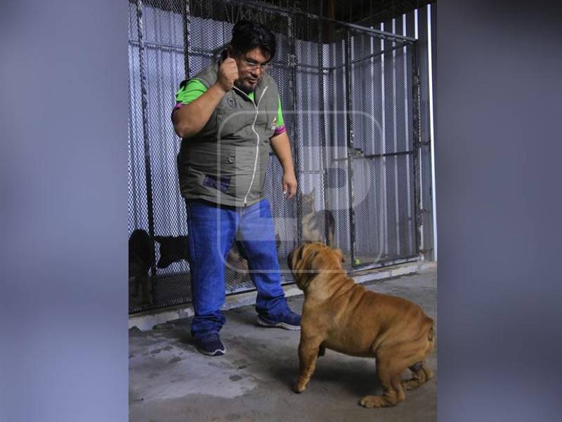 Más de 5,700 hondureños son atacados al año por perros