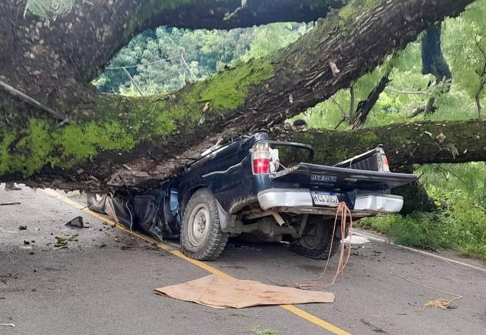 Enorme árbol cae sobre vehículo y mata a tres personas en El Corpus, Choluteca
