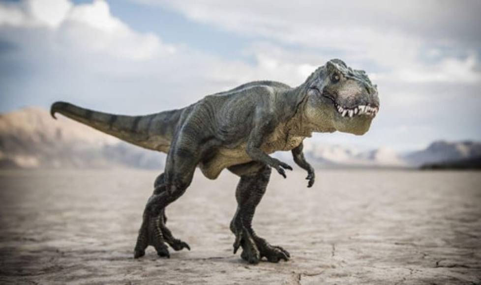 El TIRANOSAURIO REX es uno de los dinosaurios más famosos que existen, y aunque se extinguió hace mucho, se mantiene vigente en la cultura popular e incluso en tiempos modernos, versiones animatrónicas o generadas por computadora, protagonizan populares películas.