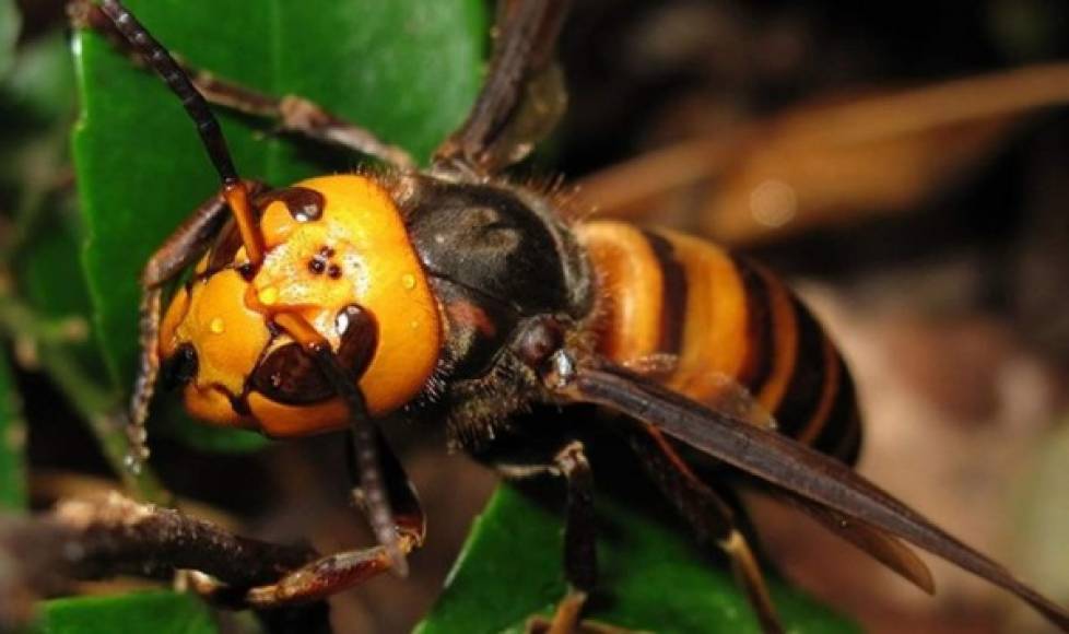 Avispón<br/><br/>Este insecto es muy grande y súper venenoso. Algunos pueden llegar a medir hasta los 5 centímetros, datos indican que que es el causante de alrededor de 70 muertes al año en China. <br/><br/>