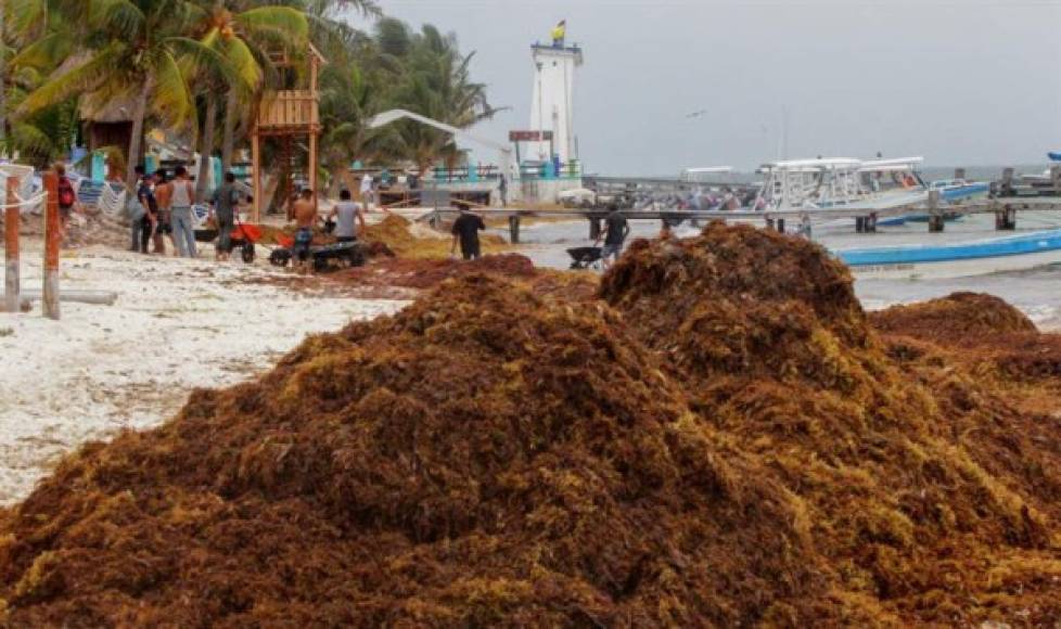 Se espera que lleguen entre 800.000 y un millón de toneladas de esa alga, una cantidad que quintuplica las 170.000 toneladas que llegaron en 2018.<br/>