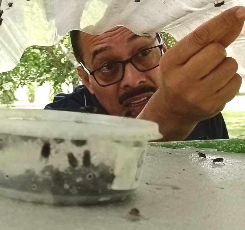 Desde el aeropuerto Palmerola se harán hasta tres vuelos diarios para dispersar el insecto estéril en las diferentes zonas. La erradicación del gusano barrenador tendrá un impacto económico positivo en el país y la región, reduciendo las perdidas en el sector ganadero.