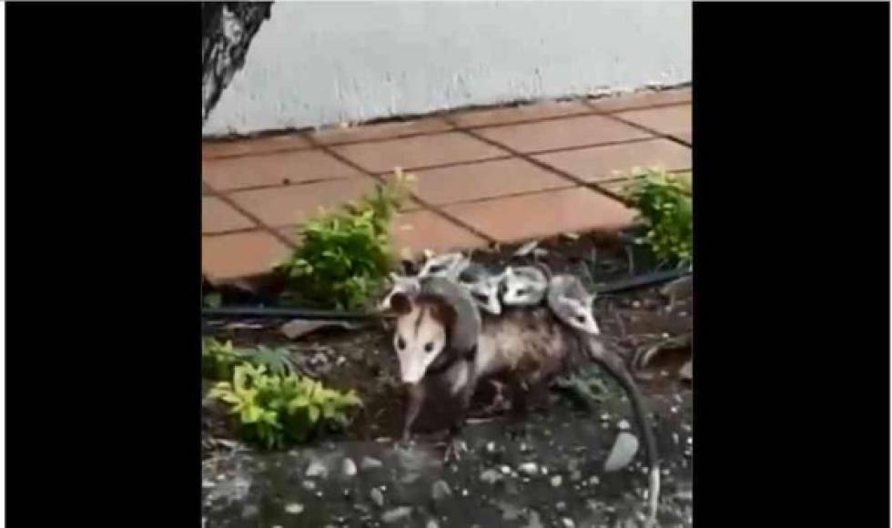 En Neiva, capital del departamento del Huila (Colombia), un ciudadano grabó a una zarigüeya cargando a cuatro crías en su lomo y caminando por un andén. Luego, con su carga a cuestas, se subió a un árbol.