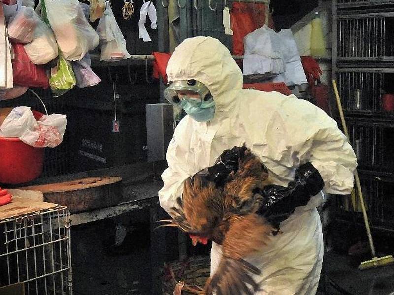 Autoridades de Estados Unidos informaron que pese al primer caso de gripe aviar aclararon que el riesgo de transmisión a humanos continúa bajo.