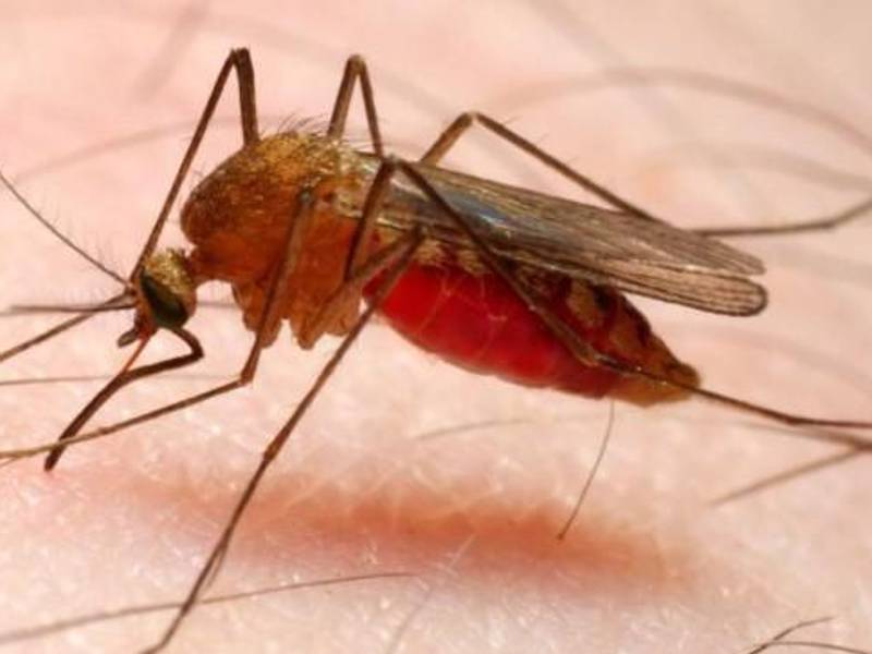 <b>Aún no logra entrar a la lista de países libres de la enfermedad. Imagen referencial de archivo. </b>