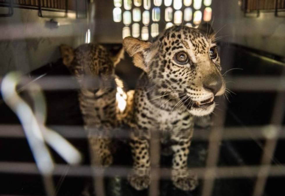 Los pequeños ejemplares, una hembra y un macho de tres meses, estaban en poder de cazadores en la zona de Daukura, al norte de Nicaragua. Foto AFP