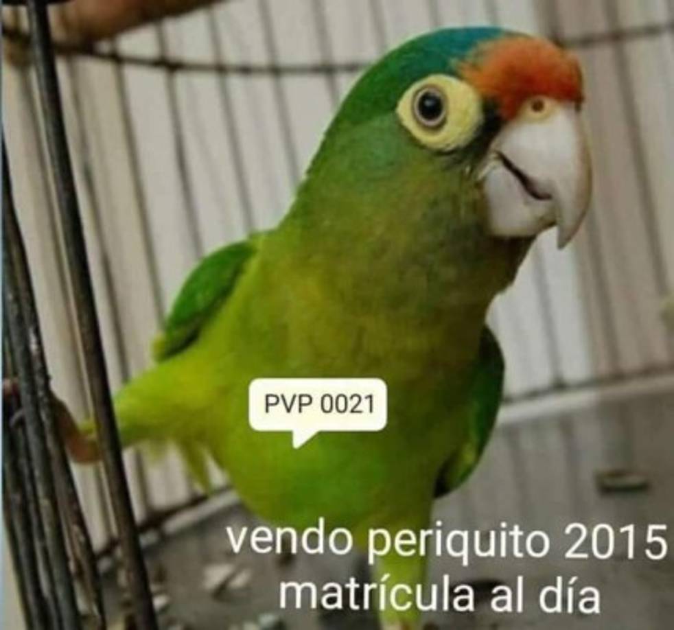 En San Pedro sula la inscripción se esta realizando en las oficinas de ICF, ubicadas en la colonia Luisiana.