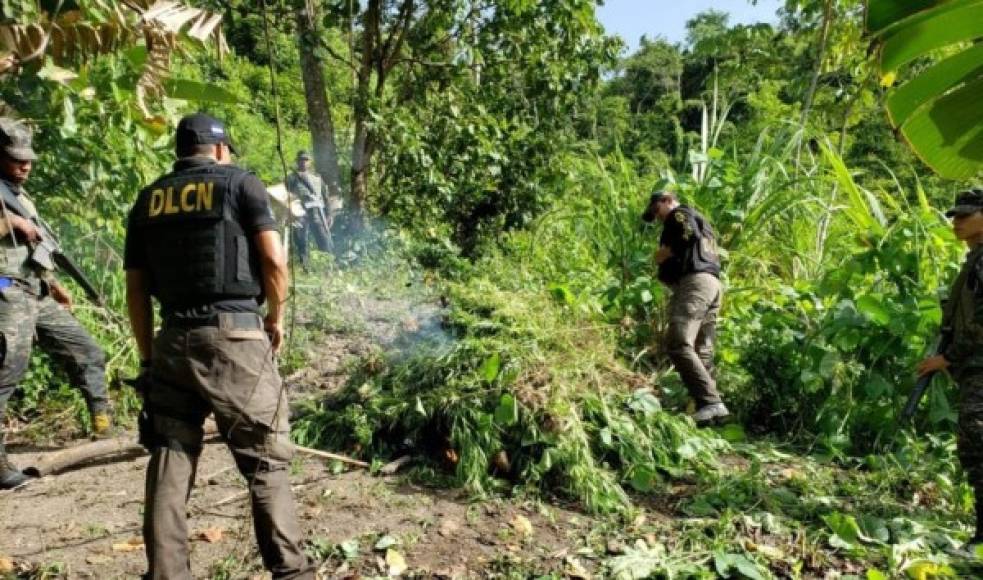 La región montañosa de Colón, al igual que algunas del departamento de Gracias a Dios, son utilizadas por estructuras criminales para actividades de siembra de este estupefaciente.