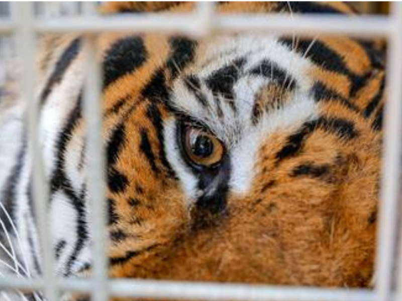 Un macho de Bengala de 10 años