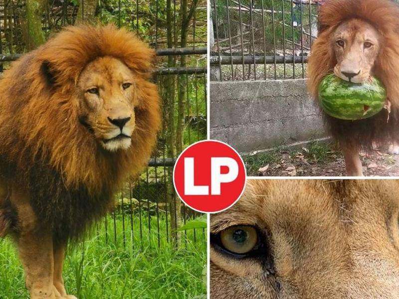 Simba es un león de 10 años que habita en el zoológico Rosy Walther de El Picacho.