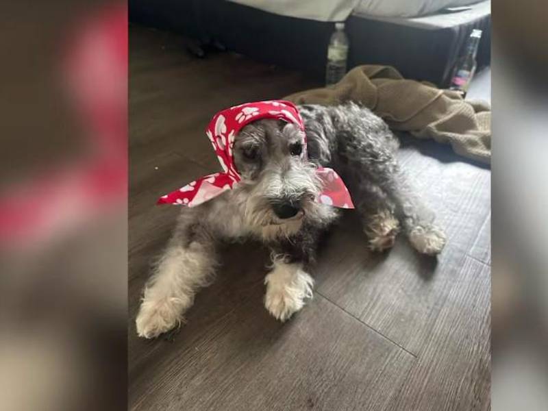 Yoshi terminó con una costilla rota tras el golpe del agemte.