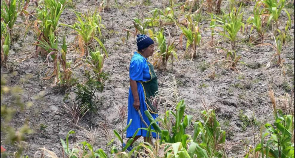 Municipio hondureño se declara en emergencia alimentaria