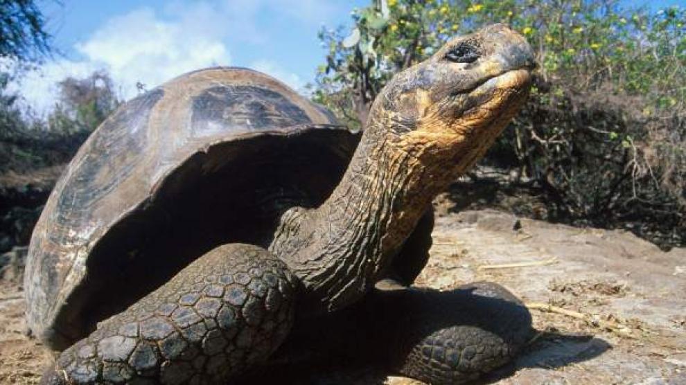 Salvan a tortuga de 176 kilos atacada por un tiburón y con 100 huevos dentro