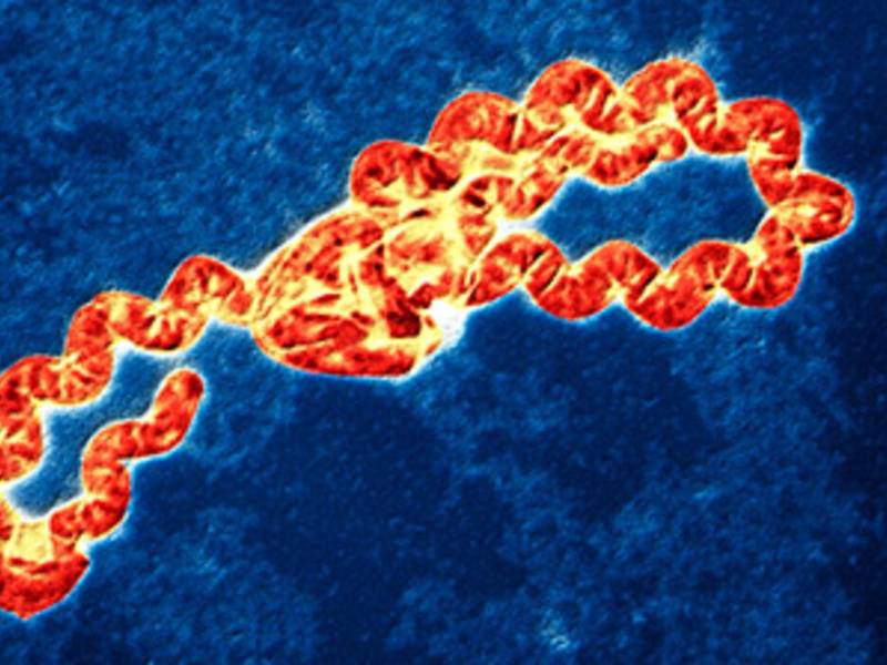 La leptospirosis se transmite a través de agua contaminada con orina de animales que tienen la enfermedad.