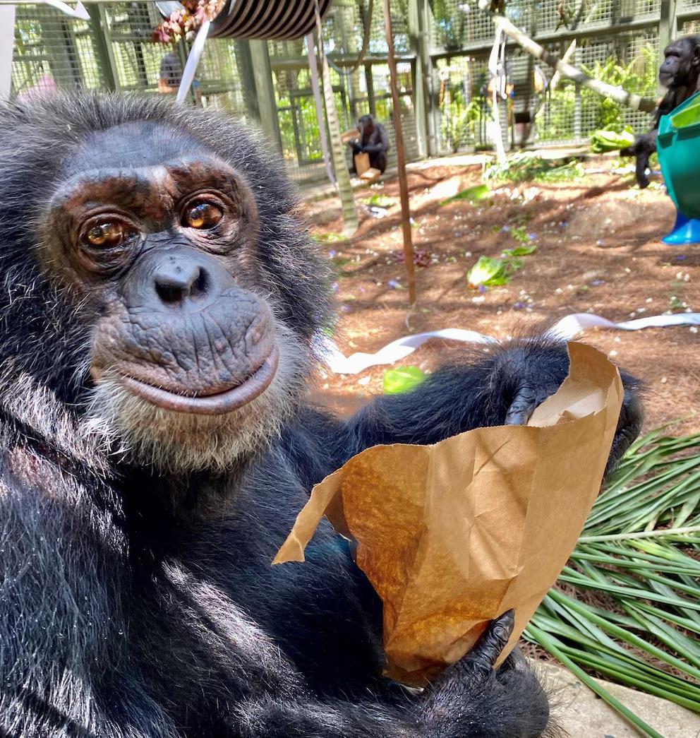 ¿El chimpancé Bubbles heredó millones de Michael Jackson? Esto se sabe